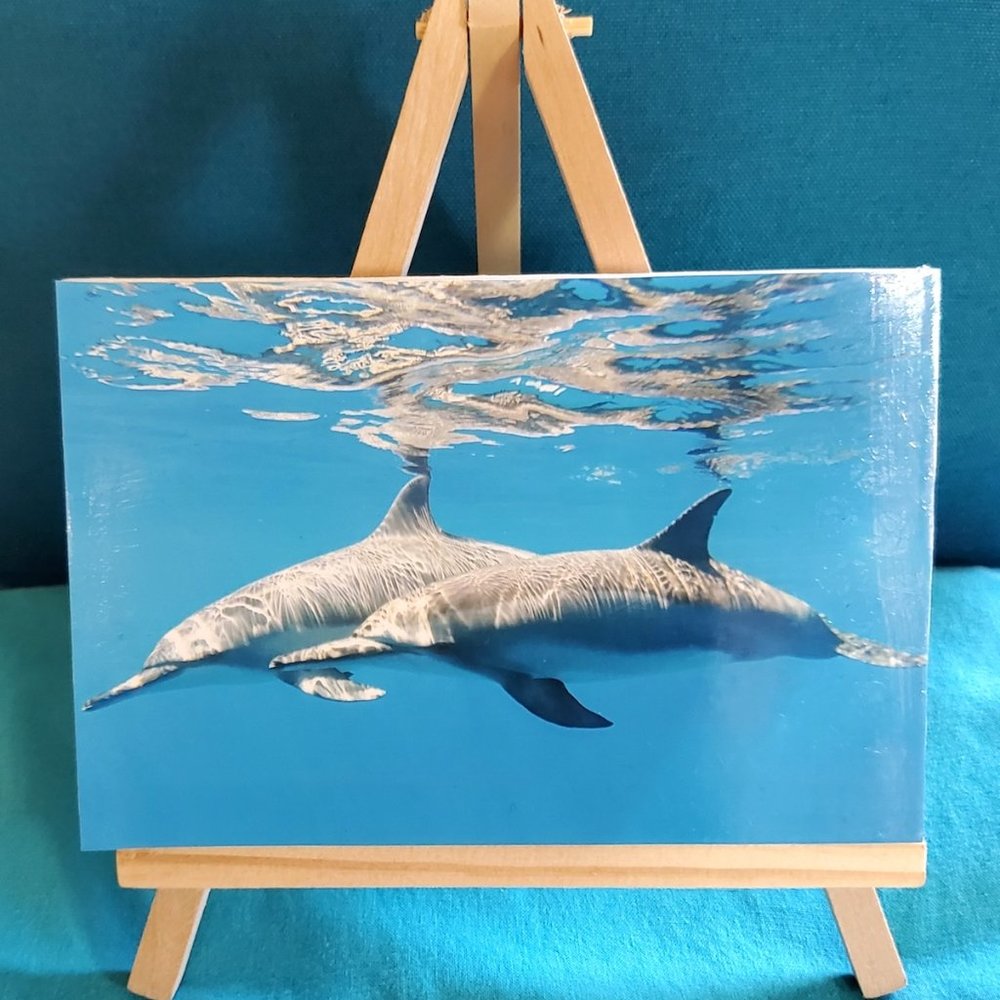 NEW Designer “Mates” Wild Dolphin Photography!